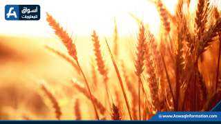 ثبات أسعار القمح اليوم السبت محليًا وانخفاضه عالميًا