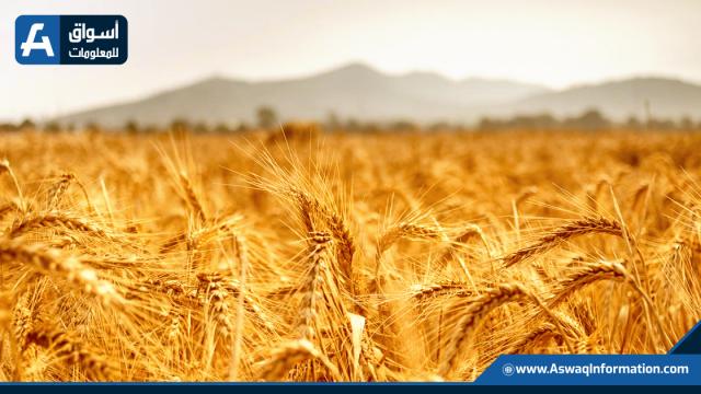 الهند تحظر تصدير القمح