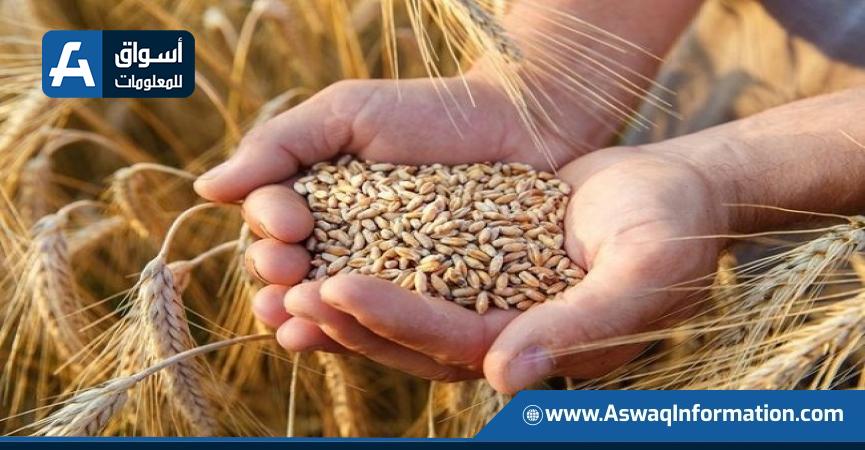 حصاد القمح في محافظة الغربية