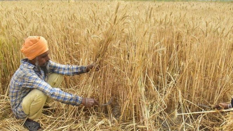 حظر صادرات القمح الهندي