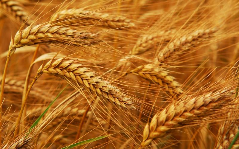 محاصيل القمح اللين في الاتحاد الأوروبي