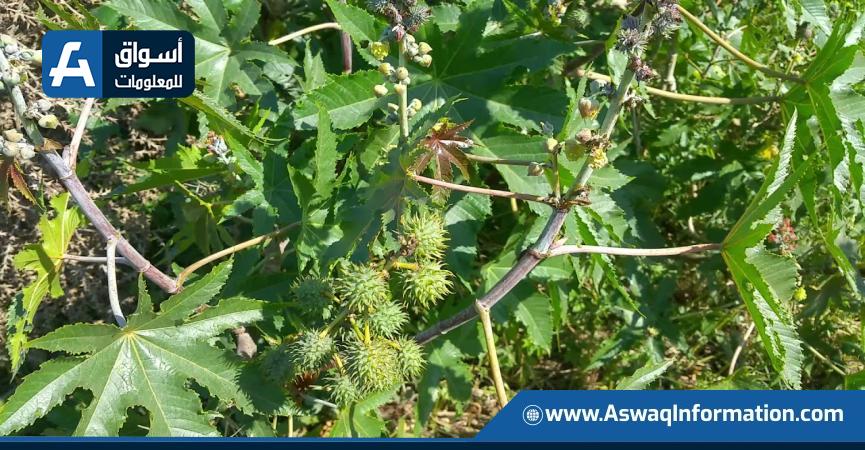 نبات زيت الخروع - أرشيفية