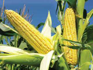 انخفاض مفاجئ في أسعار الذرة اليوم الاثنين بالأسواق المحلية