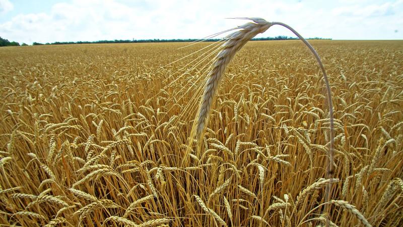 زراعة الحبوب الغذائية
