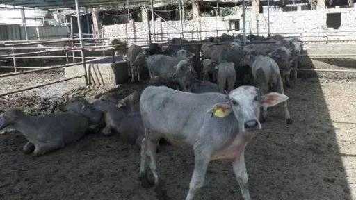 وزير الزراعة: اعتماد 154 مليون جنيه تمويلًا جديدًا لـ110 مستفيد ضمن مشروع ”البتلو”