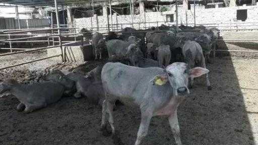 خلال يوليو.. ”الزراعة” تُصدر 712 ترخيصًا لمشروعات الثروة الحيوانية والداجنة والأعلاف وتعتمد... خلال يوليو.. ”الزراعة” تُصدر 712 ترخيصًا لمشروعات الثروة الحيوانية والداجنة والأعلاف وتعتمد تمويلات جديدة لـ”القومي للبتلو”