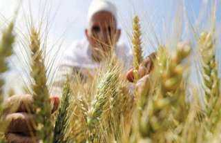 لهذا السبب.. مصر تلغي ممارسة دولية لشراء القمح