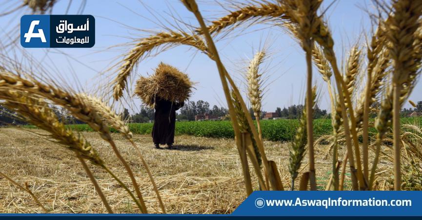 قمح - أرشيفية