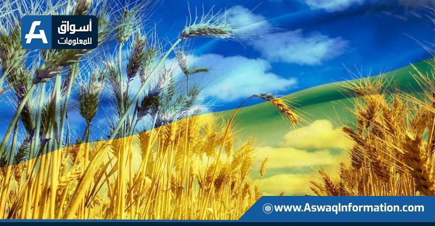 القمح الأوكراني - أرشيفية