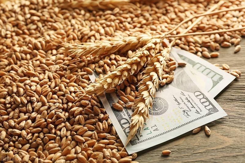 أسعار الحبوب الزراعية