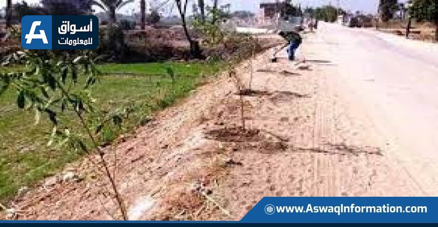 مبادرة زراعة 100 مليون شجرة-أرشيفية