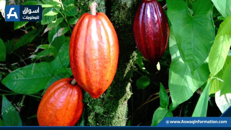 محصول الكاكاو