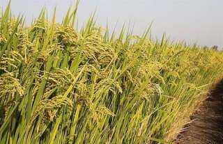 31 موقعًا يستقبل أكثر من 3183 طن أرز شعير في الدقهلية