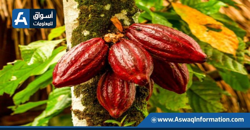 محصول الكاكاو