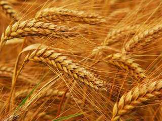 عاجل|قلق منطقة البحر الأسود يعيد عقود القمح الآجلة للمنطقة الخضراء