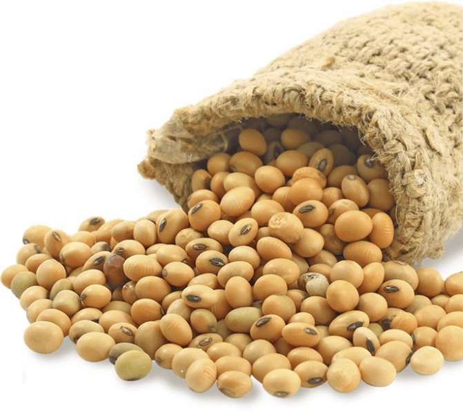أسعار لبذرة الصويا