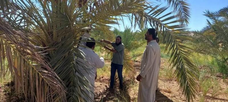 «الزراعة» تستعرض ابرز أنشطة المعمل المركزي للنخيل خلال شهر اكتوبر