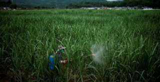 الصين تدرس خفض استخدام المبيدات في الزراعة بحلول عام 2025