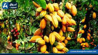 الطقس الملائم يعزز نمو محصول الكاكاو في ساحل العاج