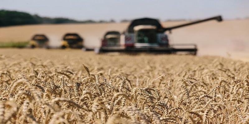 ”الزراعة” تتابع حصاد القمح وتستعد للمحاصيل الصيفية