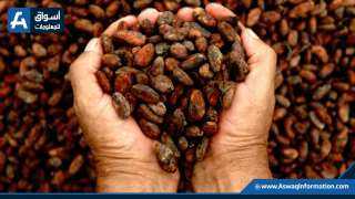 غانا تتوقع تعافي إنتاج الكاكاو بعد تراجع حاد.. وتخطط لإنتعاش خلال 4 سنوات