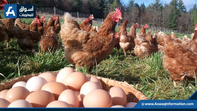 سعر البيض اليوم في المزرعة