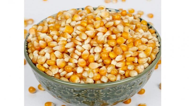 أسعار الذرة اليوم