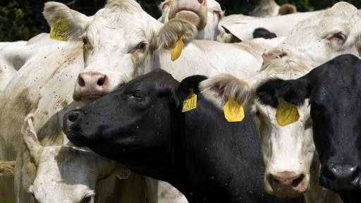 الزراعة الأمريكية تسجل إصابة بإنفلونزا الطيور شديدة العدوى في قطيع الأبقار