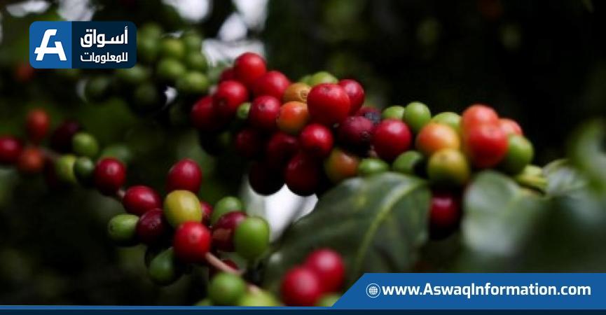 البن - ارشيفية