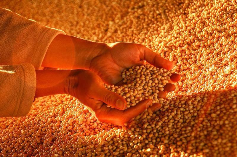أسعار بذرة الصويا عالميًا