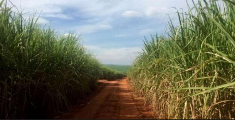 محصول السكر في البرازيل
