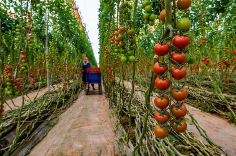 صادرات المغرب من الطماطم