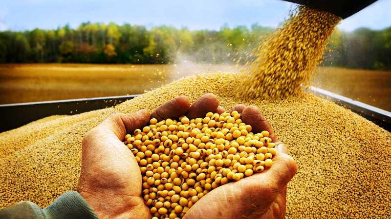 أسعار بذرة الصويا عالميًا
