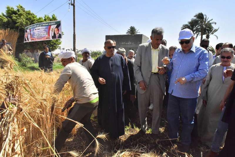 انتظام عمليات توريد القمح في أسيوط