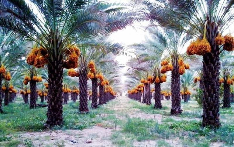 بعد افتتاح أكبر مزرعة نخيل.. «البحوث الزراعية»: كيلو التمر المصري سيصل إلى 10 دولارات