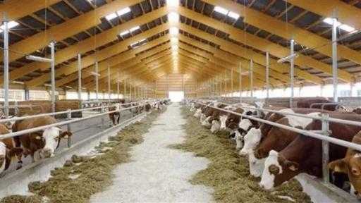 ”الزراعة”: اعتماد أكثر من 57 مليون جنيه تمويلًا جديدًا لمشروع ”البتلو”.. والإجمالي يرتفع إلى 10.4 مليارات جنيه