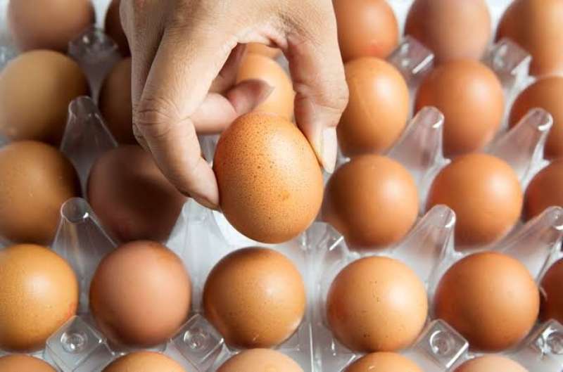 البيض الأحمر يرتفع.. أسعار البيض اليوم الأحد بالمزرعة