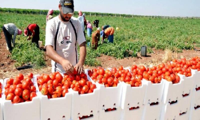 «الزراعة»: صادراتنا تتجاوز 3.4 مليون طن بزيادة أكثر من 432 ألفًا عن العام الماضي