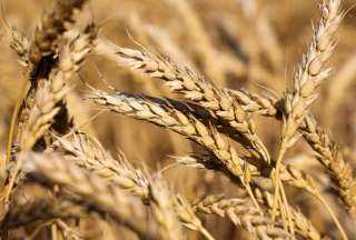 «رابوبانك» يتوقع تراجع إنتاج القمح الاسترالي 24% خلال 2024