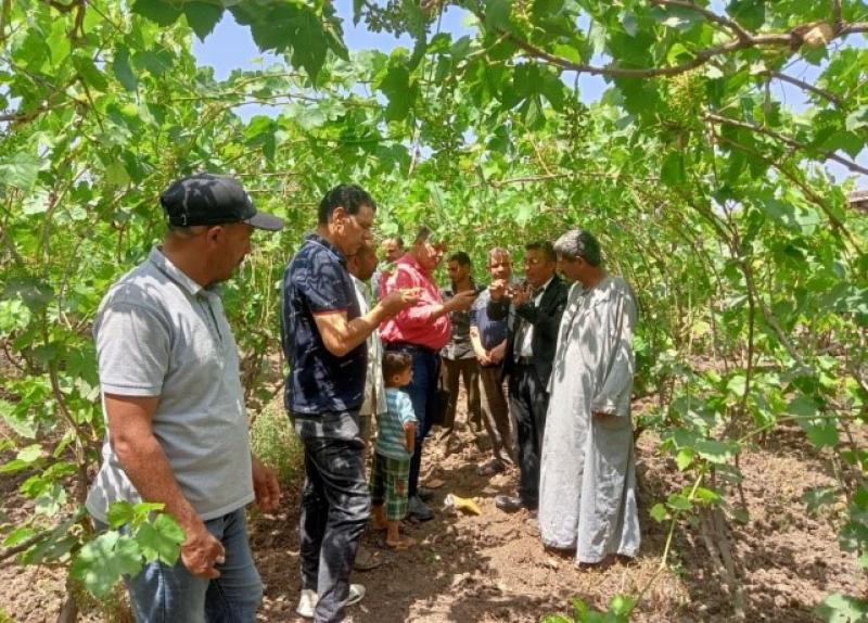  أيام حقل للتعرف على أمراض العنب بالغربية