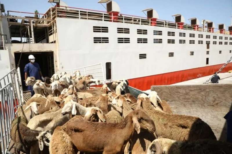 استقبال 300 رأس ماشية سودانية