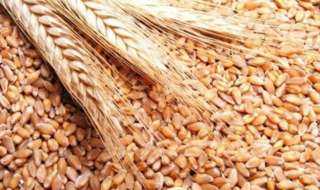 الحكومة توضح حقيقة تعثر مصر في سداد مدفوعات وارداتها من القمح المستورد