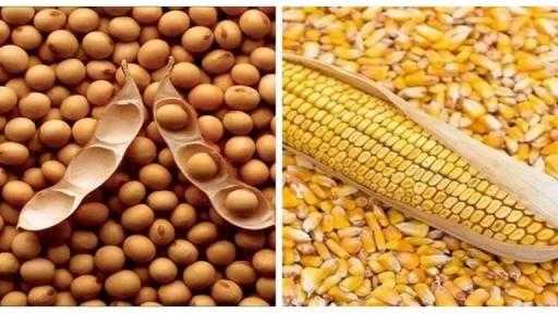 ارتفاع أسعار الذرة والصويا عالمياً بفعل جفاف الأرجنتين ارتفاع أسعار الذرة والصويا عالمياً بفعل جفاف الأرجنتين