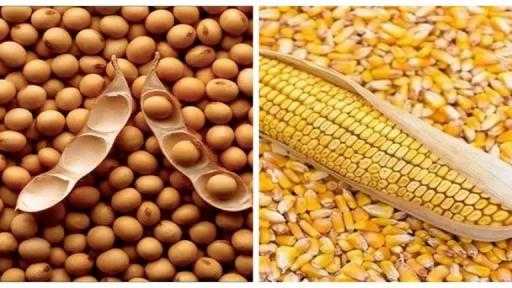 البرازيل تتجه لحصاد قياسي من الصويا والذرة في 2026 مع تحسن معدلات الإنتاجية