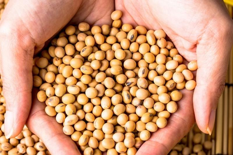 أسعار بذرة الصويا العالمية