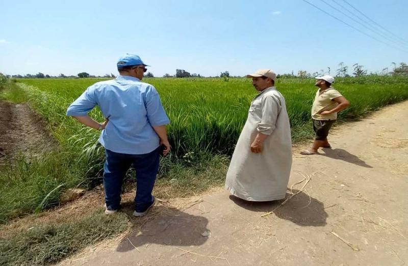 «البحوث الزراعية» يتابع المحاصيل الحقلية المختلفة بالمحافظات