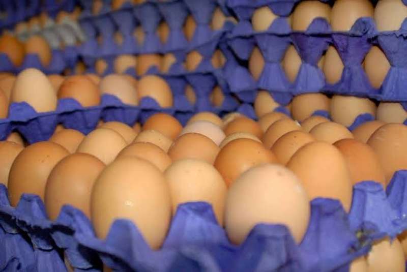 أسعار البيض اليوم الإثنين فى الأسواق المصرية