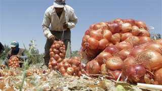 الحكومة تكشف حقيقة إلغاء قرار حظر تصدير البصل