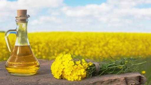 توقعات بوصول إنتاج الكانولا في جنوب أفريقيا لمستوى قياسي بموسم 2026/27