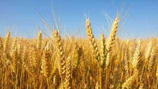أسعار القمح العالمية في المنطقة الخضراء عند افتتاح تعاملات شيكاغو